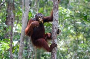  Seventy percent of wild orangutans currently live outside protected areas. (JG Photo/Safir Makki) 