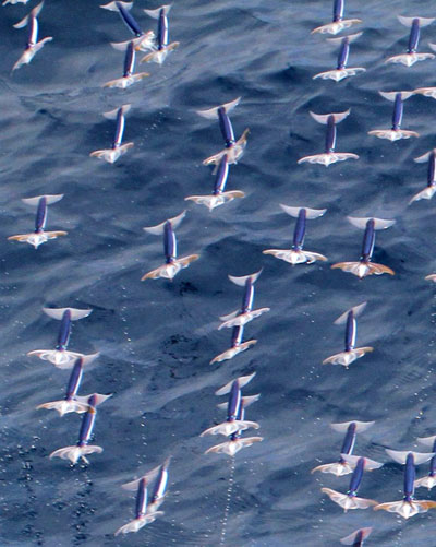 FLYING SQUID: This handout picture taken by Kouta Muramatsu of Hokkaido University on July 25, 2011 shows the oceanic squid flying in the air  in the northwest Pacific Ocean, 600 km east of Tokyo. — AFP photo