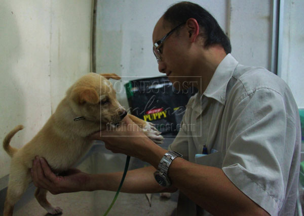 IS HE HEALTHY?: Dr Hii examines a puppy.