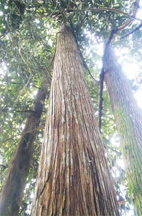 REACH FOR THE SKIES: Alan trees thrive in the forest park.