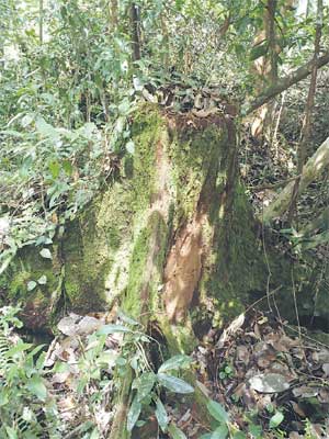 SIGN OF THE PAST: A stump of an alan tree (Shorea albida).