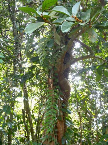 FICUS BRACTEATA: This is an epiphytic strangling fig tree rare in Borneo.