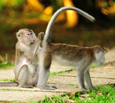 PARK RESIDENTS: The long-tailed macaques can be spotted at Bako National Park.