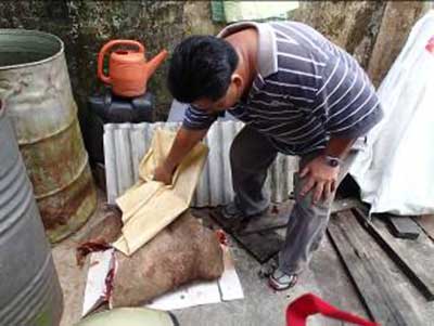 WILD BOAR MEAT SEIZED: A member of the raiding team  uncovering wild boar meat at the unmanned stall not far from a Kanowit jetty. The meat was later seized by the team.