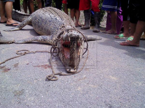 SANG BEDAL: Buaya sepanjang lebih 12 kaki yang ditemui dalam operasi mencari dan menyelamat Hiswandi (sisipan) di Batang Samarahan, semalam.