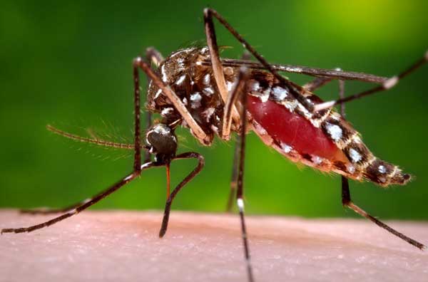 The Aedes aegypti can spread yellow fever, dengue fever or Chikungunya.