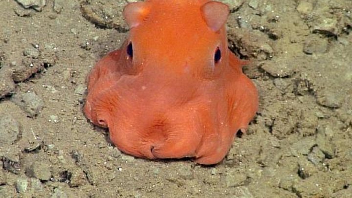 This handout photo from the Monterey Bay Aquarium Research Institute shows the flapjack octopus, which scientists may call "Opisthoteuthis Adorabilis" -© Monterrey Bay Aquarium Research Institute/AFP/File 