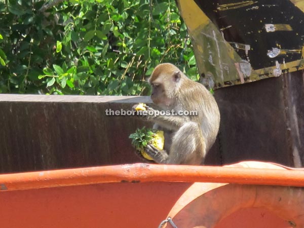 Monkeys roaming the ferry crossing at Batang Igan.
