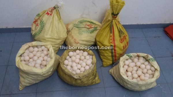  The confiscated turtle eggs. 