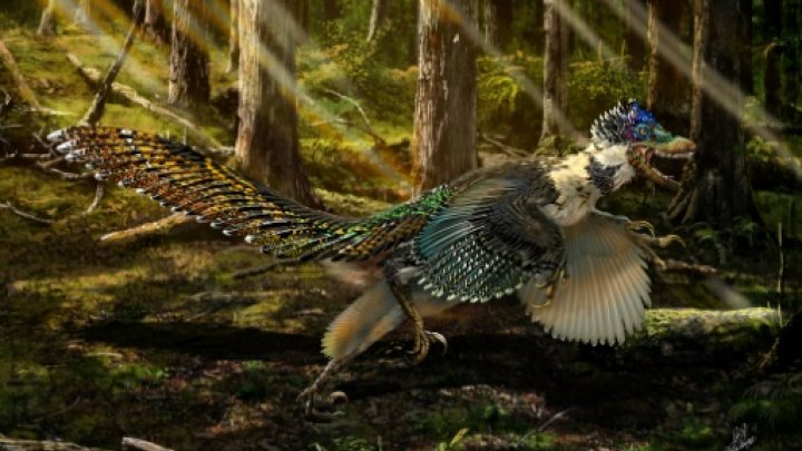 An artist's impression released on July 15, 2015 by Ministry of Land and Resources of China shows a reconstruction of the new short-armed and winged feathered dinosaur Zhenyuanlong suni from the Early Cretaceous (ca. 125 million years ago) of China -© Ministry of Land and Resources of China/AFP / by Mariette Le Roux 