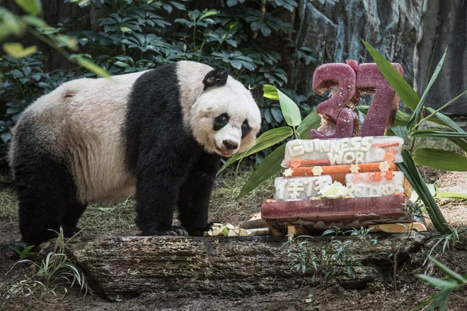 Giant panda Jia Jia stands next to her cake made of ice and fruit juice to mark her 37th birthday at an amusement park in Hong Kong.   — AFP photo