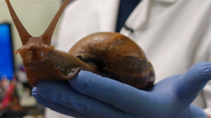 Florida plant detectives are on the trail of a slippery foe, an invasive African land snail that is wily, potentially infectious, and can grow as big as a tennis shoe -© AFP / by Kerry Sheridan 