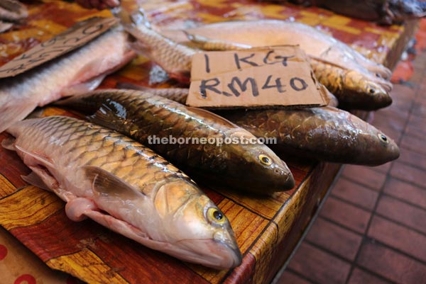 Ikan Semah is a common sight in Teresang Market.