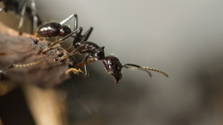 Ants are among the very few animals, besides humans, that organise among themselves to collectively carry loads far heavier than an individual member of their species -© AFP/File / by Marlowe Hood