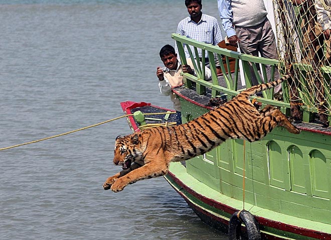 This filephoto shows Indian forest workers watch as a rescued tigress leaps into the river Sundarikati on being released from a cage at Sunderbans, some 150 kms south of Kolkata. — AFP photo