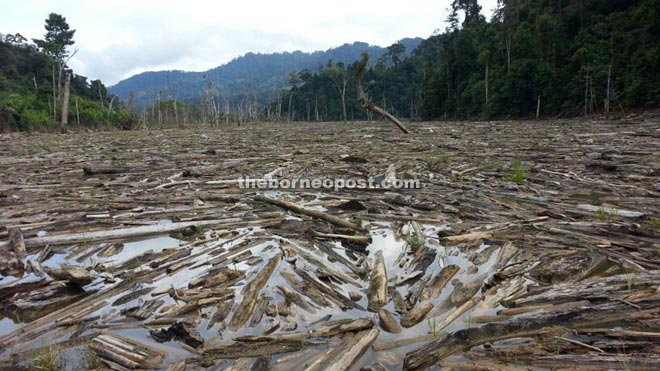 A strectch of the Sungai Linau upstream of the Bakun HEP lake is completely clogged up by floating logs and debris.