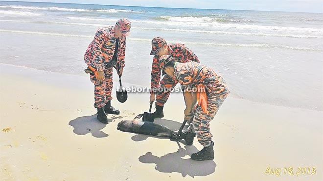 Firemen inspecting the carcass of the dolphin found washed ashore at the Esplanade.