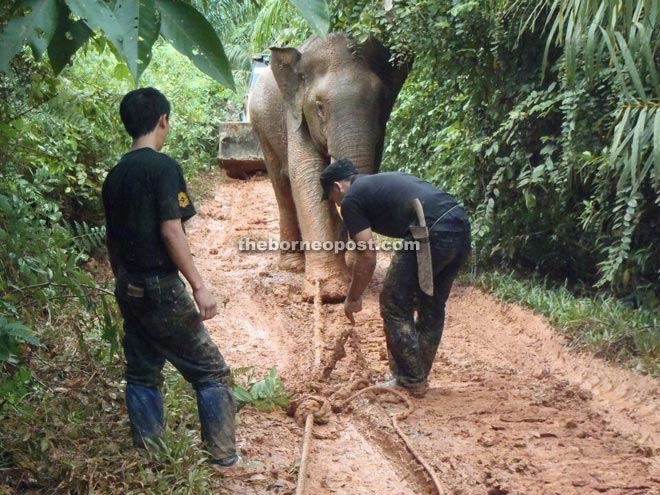 Sabah Wildlife Department’s wildlife rescue staff translocating the elephant. 