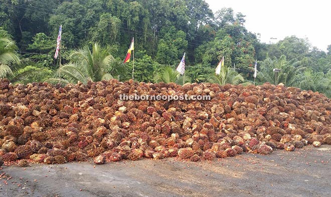 Several hundred metric tonnes of FFB have been dumped at the collection centre.