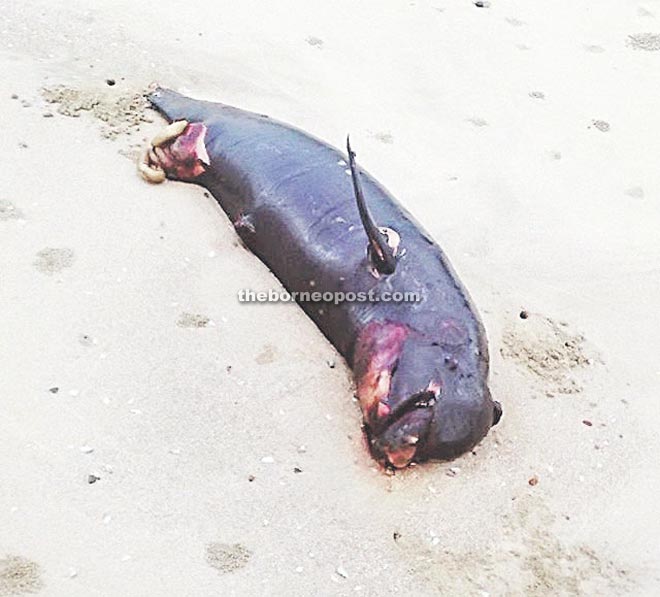 The carcass of the dolphin which was found on the beach at the Esplanade.