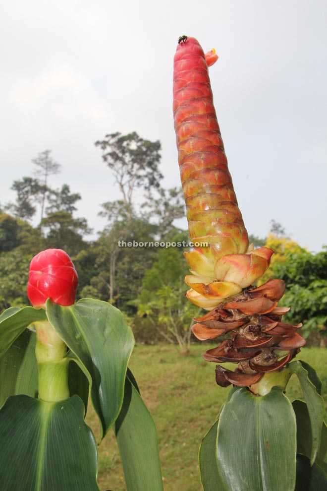 The ‘playboy’ plant found in the flower nursery at the resort which is said to ward off mosquitoes.