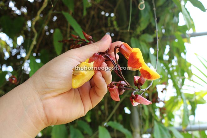 The flower nursery found in the resort is home to all kinds of flora including the ‘lady shoe’ orchid which resembles women’s high-heels.