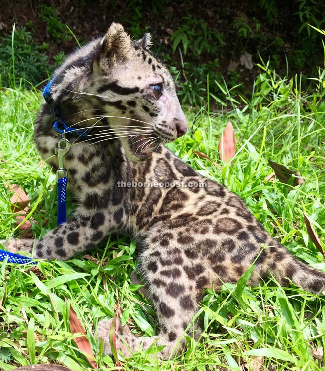 The clouded leopard that was being sold by the perpetrator.