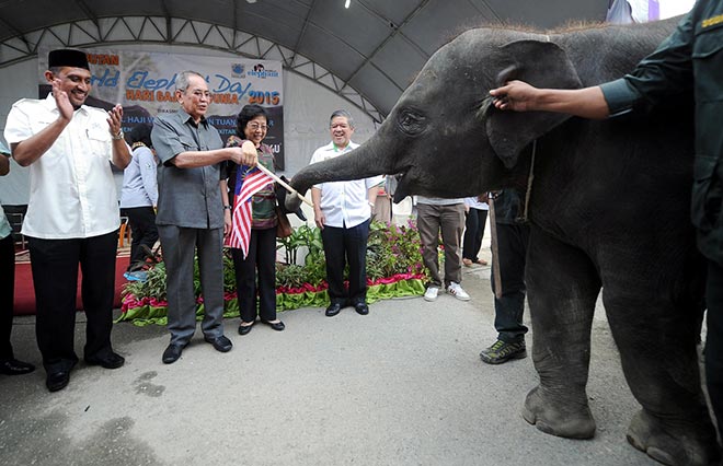 Wan Junaidi (second left) presents the Jalur Gemilang to ‘Lanchang’ during the World Elephant Celebration. — Bernama photo