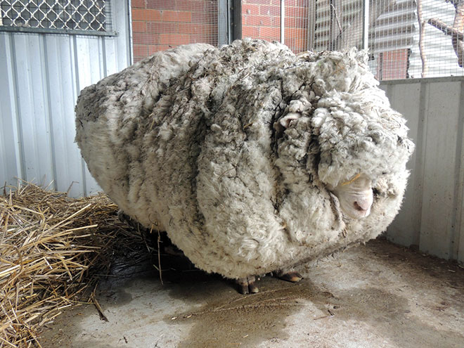 Handout photo from the RSPCA shows a giant woolly sheep before getting shorn in the outskirts of Canberra a day after Australian animal welfare officers put out an urgent appeal for shearers after finding the sheep with wool so overgrown its life was in danger. — AFP photo