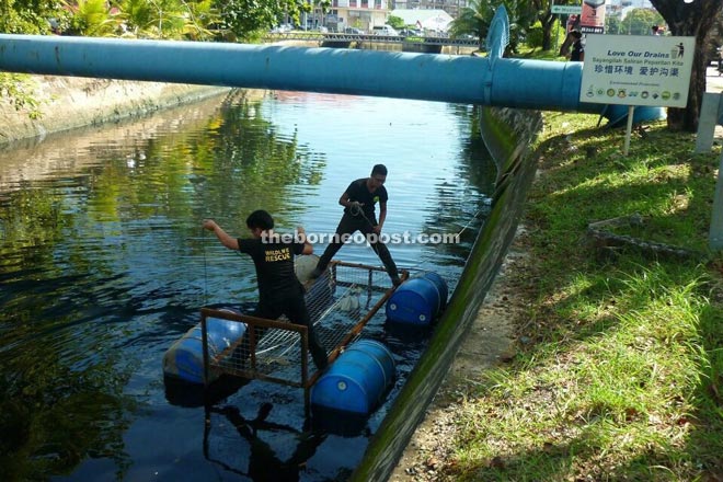 Wildlife Rescue Unit team setting up a crocodile trap at the monsoon drain near the Sabah State Museum.