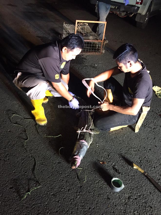 A crocodile caught at Kampung Ketiau recently.