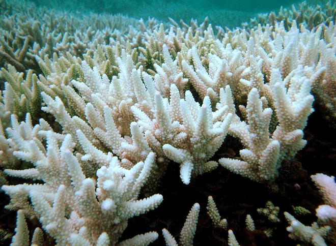 This undated file photo shows a bleached section of Australia’s Great Barrier Reef. — AFP photo