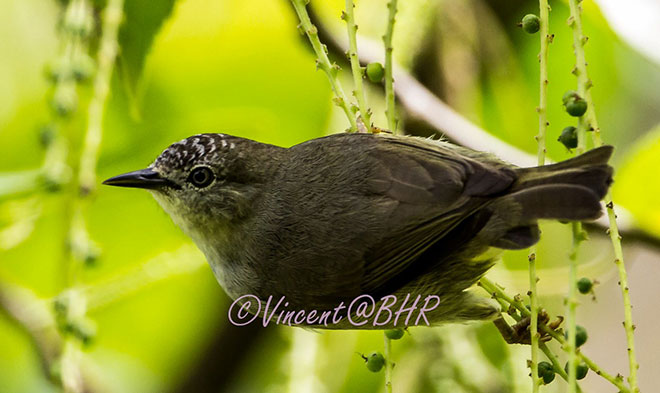 One of bird species found at the highland.