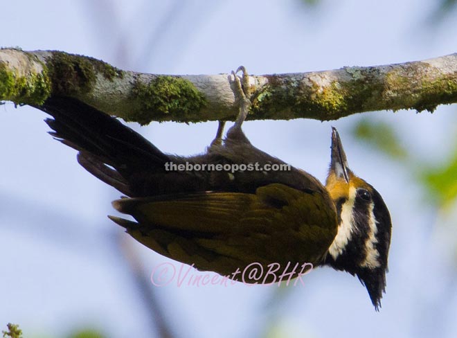 A file photo of an olive-backed woodpecker.