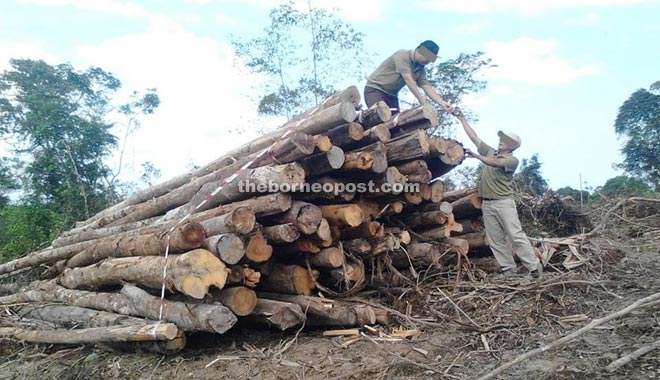 SFC enforcement officers inspect a pile of logs believed to have been illegally felled at Ulu Sungai Gemuan.