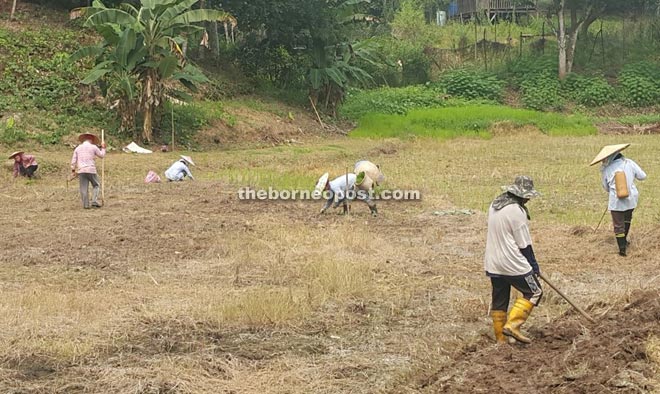 Farmers till land for planting paddy on Masing’s land along Kuching-Serian Road. The rice he produces can last his family for a year at least.