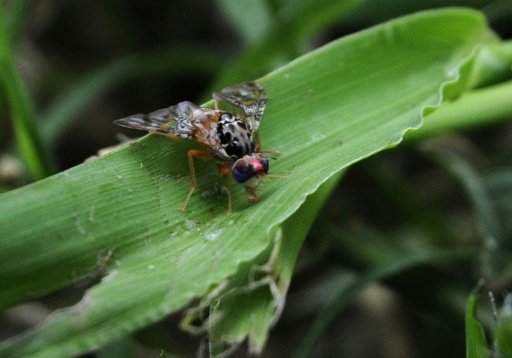 © AFP/File | The tiny fruit fly has the bizarre distinction of possessing the longest sperm of any animal -- 20 times the length of its own body and 1,000 times that of human sperm - Not longer in proportion to its body size, just longer 