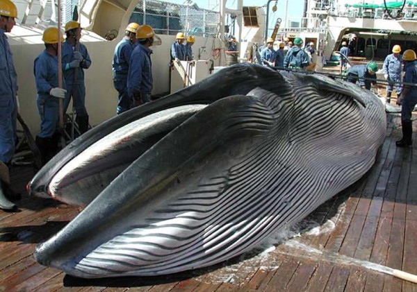 A Bryde's whale ispictured on the deck of a whaling ship during Japan's whale research program in the Western North Pacific in 2013. -AFP Photo. 