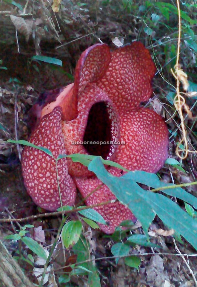 The Keithii Rafflesia flower found in the rubber plantation at Kampung Maatob, Tenom.