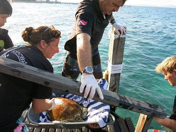 Volunteers prepare Myrtle the turtle for its release back into the wild. 