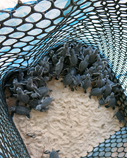 Turtle hatchlings were also released as part of the activities. 