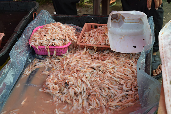 These tiny shrimp, known locally as semuan, are used for making fritters and preserved or dry semuan.