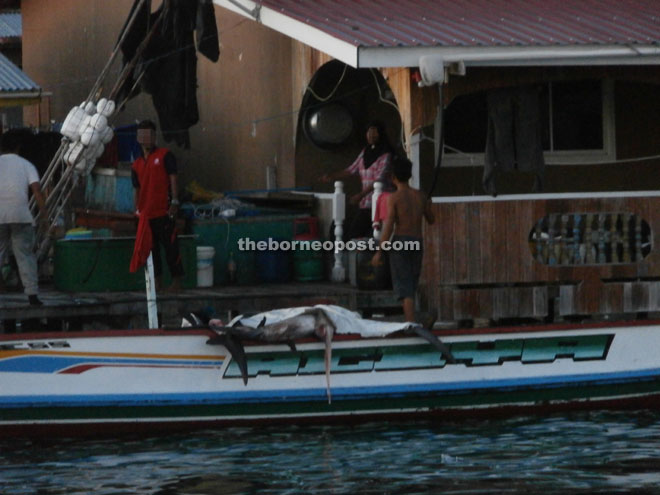 Picture of landing of the sharks on Pulau Mabul taken by the British couple. — Photo courtesy of Scuba Junkie