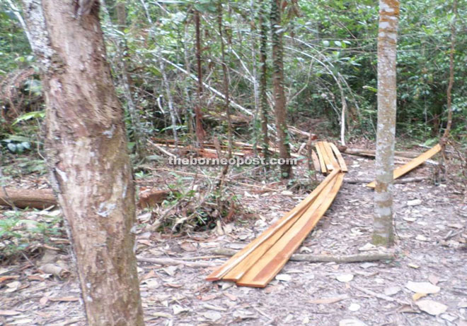 Photo shows the sawn timber seized by SFC.
