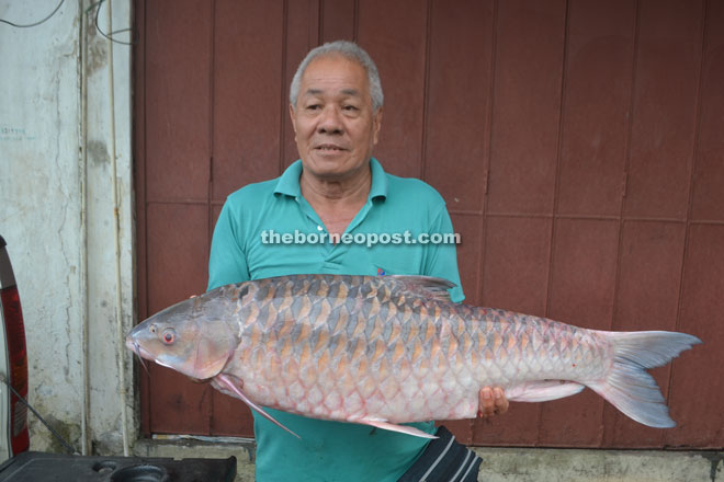 Ong has a photo taken with the 8.5kg empurau. 