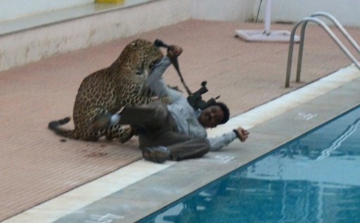 AFP | The leopard attacks an Indian forestry official at a private school on the outskirts of Bangalore, on February 7, 2016