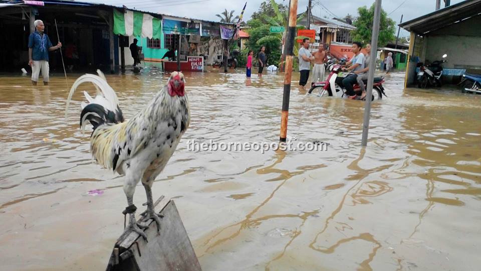 A rooster stares into the camera lens as it attempts to escape the flood waters at Kampung Bintawa Tengah. -Photo File