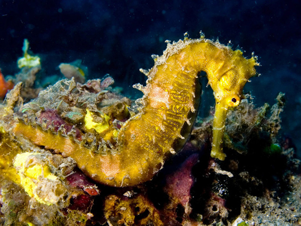 The UK has already lost at least 50 per cent of its seahorse habitats because of increased nitrogen levels in seawater.