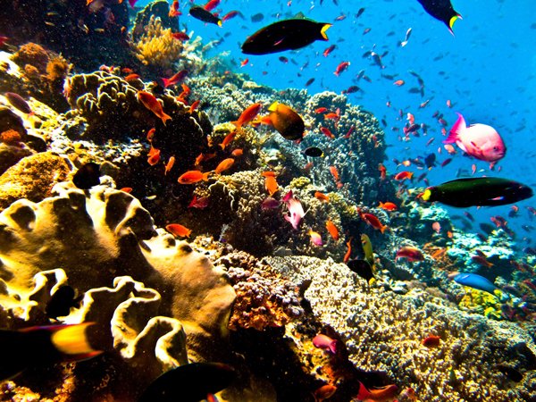 Coral reefs make up less than 0.1 per cent of ocean floors yet support 25 per cent of all marine life.