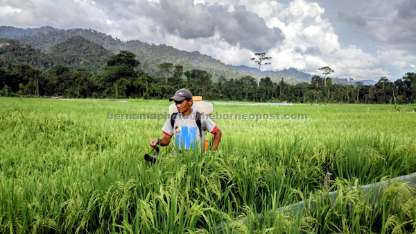 Aring Sinai spraying insecticide in a padi field at Lusong Laku. — Bernama photo